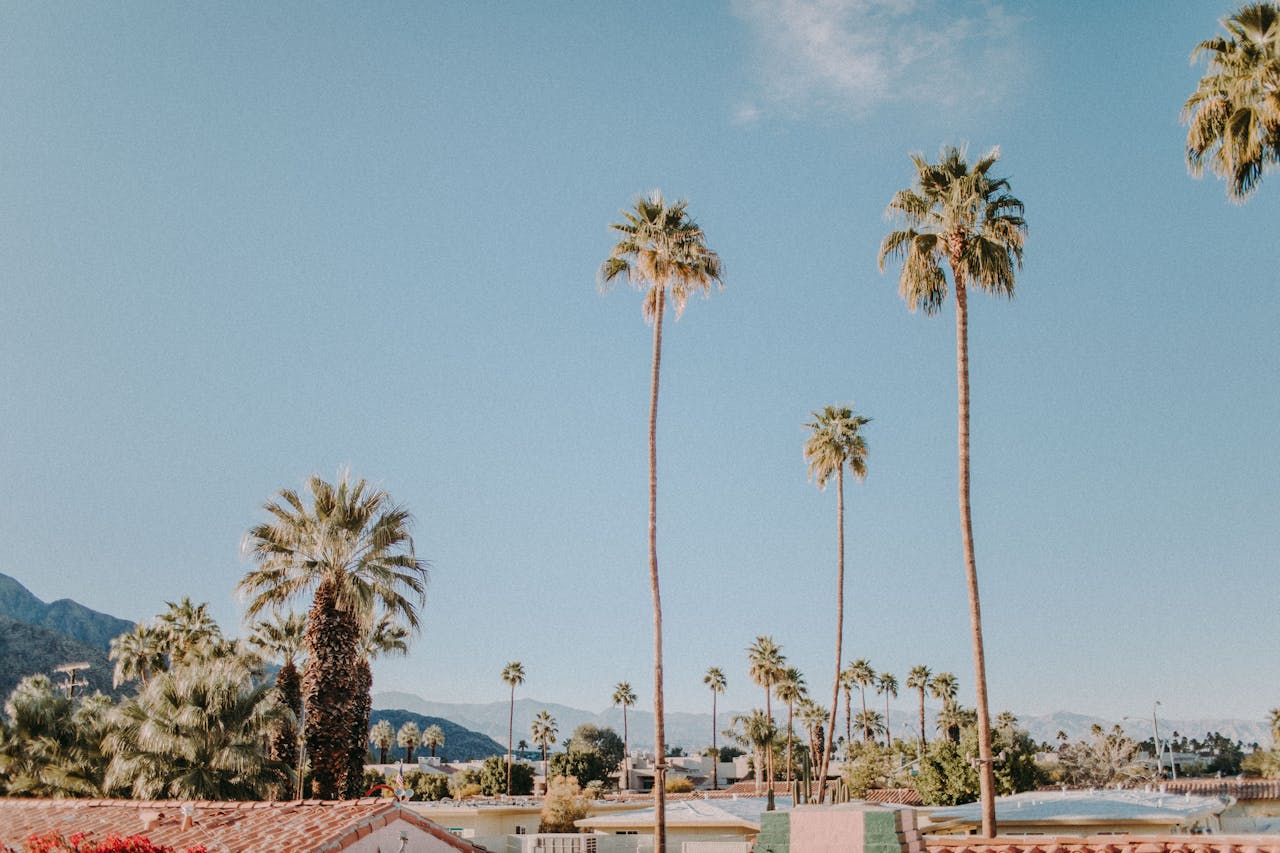 A neighborhood with tall palm trees in Palm Springs, a great city to get a California P&L loan.