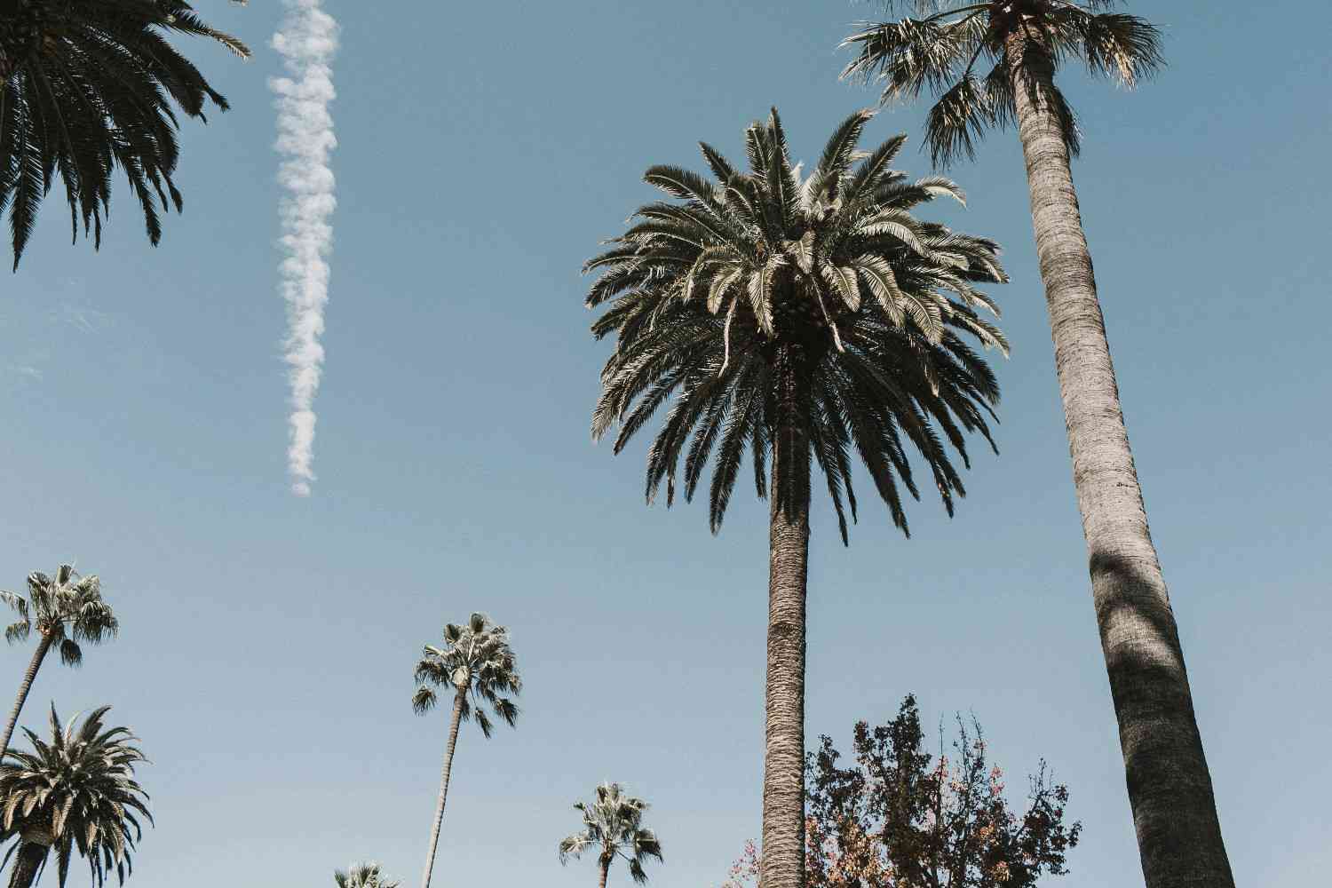 The Digital Deed 4 Los Angeles Housing Market 2025 / palm trees